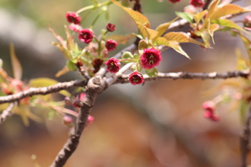 変わった桜の花