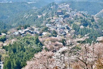 日本の奈良の吉野の桜と花見