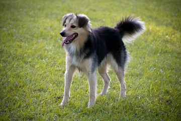 Fotografias do cachorro chamado Boby