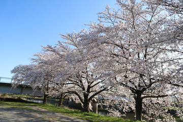Fototapeta premium 元荒川の河川敷に咲くソメイヨシノ（サクラ）の花