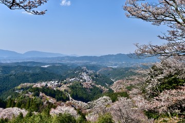 日本の奈良の吉野の桜と花見