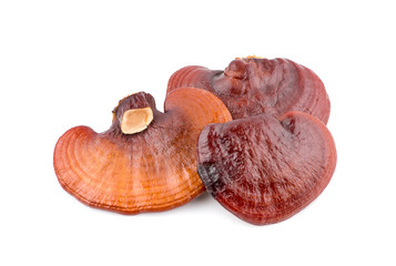 Ganoderma Lucidum Mushroom an isolated on white background