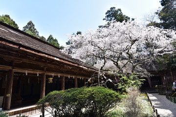 Fototapeta na wymiar 日本の高野山の桜と花見
