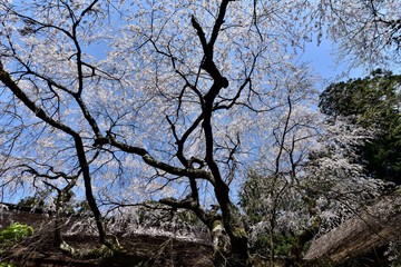 日本の高野山の桜と花見