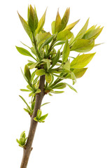 Fototapeta premium Small twig of lilac with young green leaves, isolated on white background