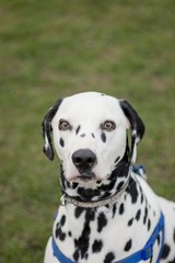 Close-up Portrait Of Dalmatian Dog
