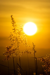 Panele Szklane  Sylwetka trawy kwiatowej latem na tle zachodu słońca