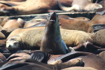Sea Lion on Pier39 in San Francisco