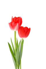 red tulips on a white background. seasonal floral concept
