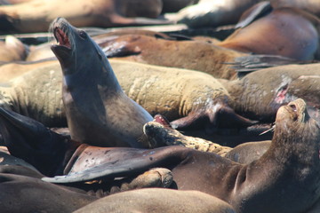 Sea Lion on Pier39 in San Francisco