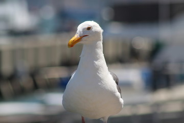 close up of a seagull
