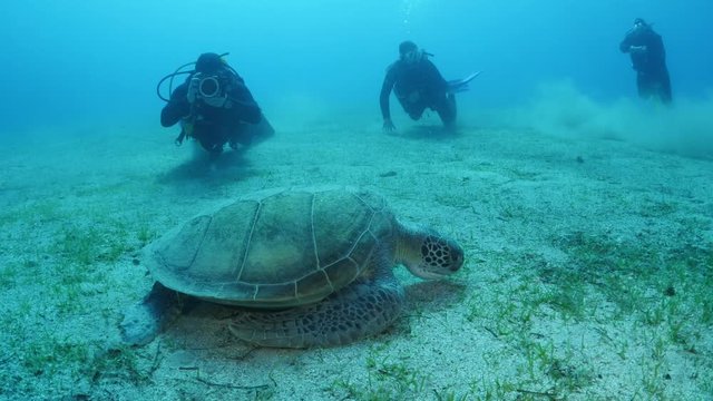 scuba divers underwater taking photos of sea turtle
