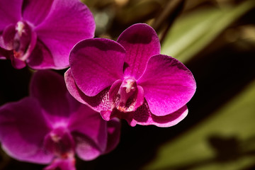 Fototapeta na wymiar Macro detail of pink orchid flower head. Orchidaceae. Phalaenopsis