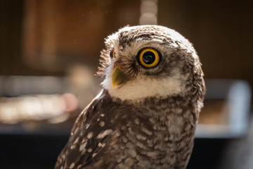 Owl