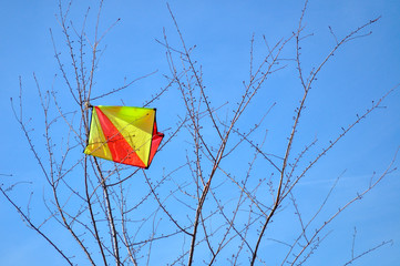 Kite stuck in tree branches