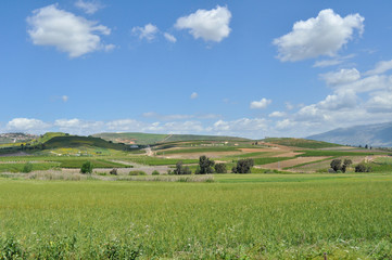 Fototapeta na wymiar Agricultural Fields Landscape