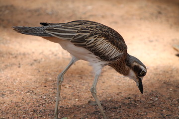 Obraz premium Kurllu