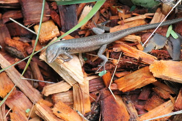 Skink