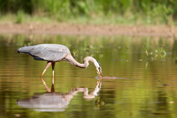 Naklejka premium great blue heron