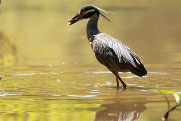 yellow crowned night heron
