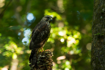 red tailed hawk