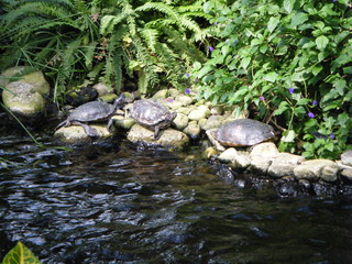 Fototapeta na wymiar Turtles