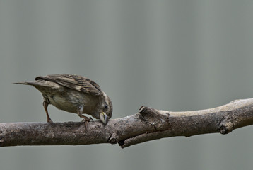 A house sparrow scratching its head on a branch
