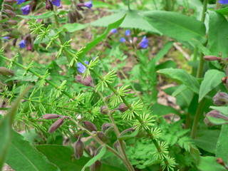 horsetail in the forest