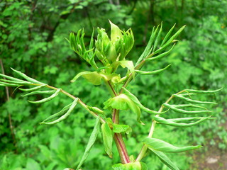 forest flowers and herbs