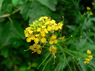 yellow flowers in the forest