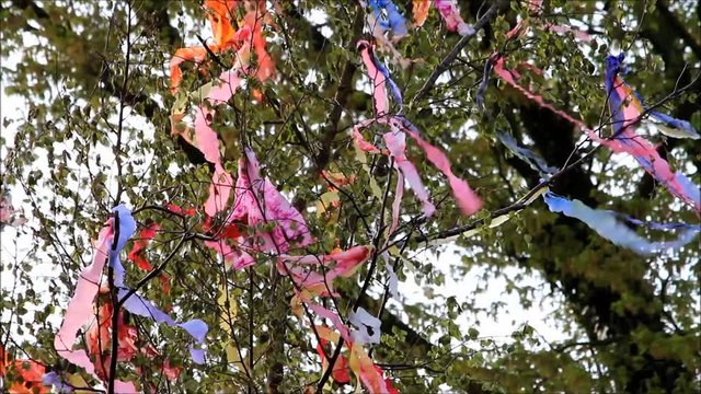 colorful ribbons on tree, german maibaum
