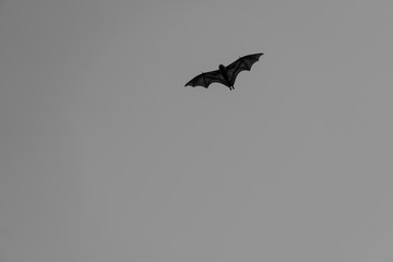 Single bat flys through sky