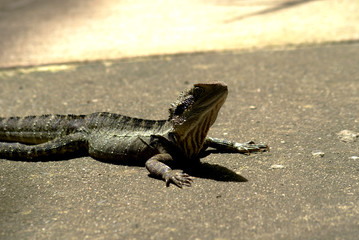 SONY DSC