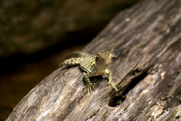 SONY DSC