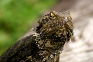 SONY DSC
