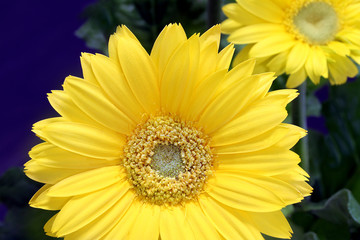 Beautiful Yellow Gerbera Daisy Macro