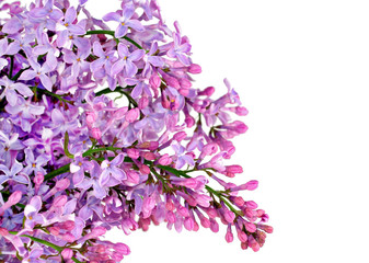 Beautiful Lilac branch isolated on white with copy space.