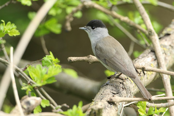 A stunning male Blackcap, Sylvia atricapilla, perching on a branch of a tree in spring.