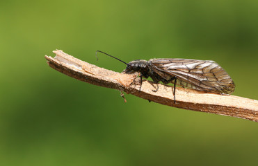 An Alder fly, Megaloptera, Sialidae, perching on vegetation at the side of a pond in springtime.
