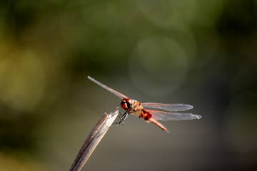 Dragonfly