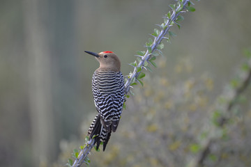 Male Cactus Wren perched on an Ocotillo Branch in Arizona Desert