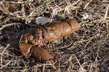 Close up feces, dog poop background on soil of dog feces soil on gravel field. Shit dog on dry grass