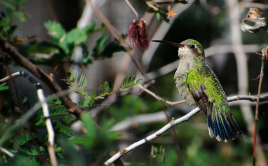 Fototapeta premium Female Broad-billed Hummingbird perched on a Branch