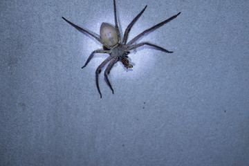 spider on the wall