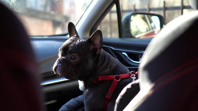 Frenchie in car. nFrench bulldog sitting in the car. 