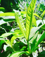 green leaves in the garden