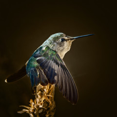 Hummingbird Isolated on Dark Brown Background with Translucent Wing