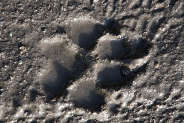 closeup frozen volumetric track of a dog in the mud, frozen dirt road, selective focus