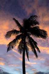Fototapeta na wymiar Different shots of palm tree and the Ocean at sunset. This also includes a path made of rock in the middle of a pond with a reflection of the sky. 