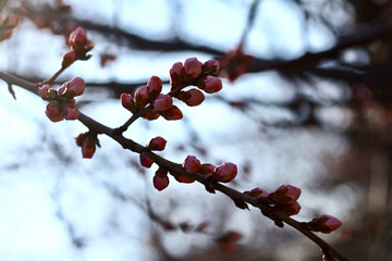 Peach Blossom flowering peach in a sunny day close up